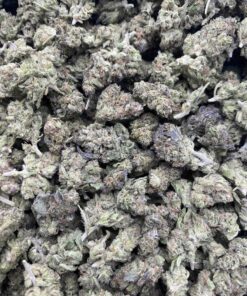 Government Oasis Strain